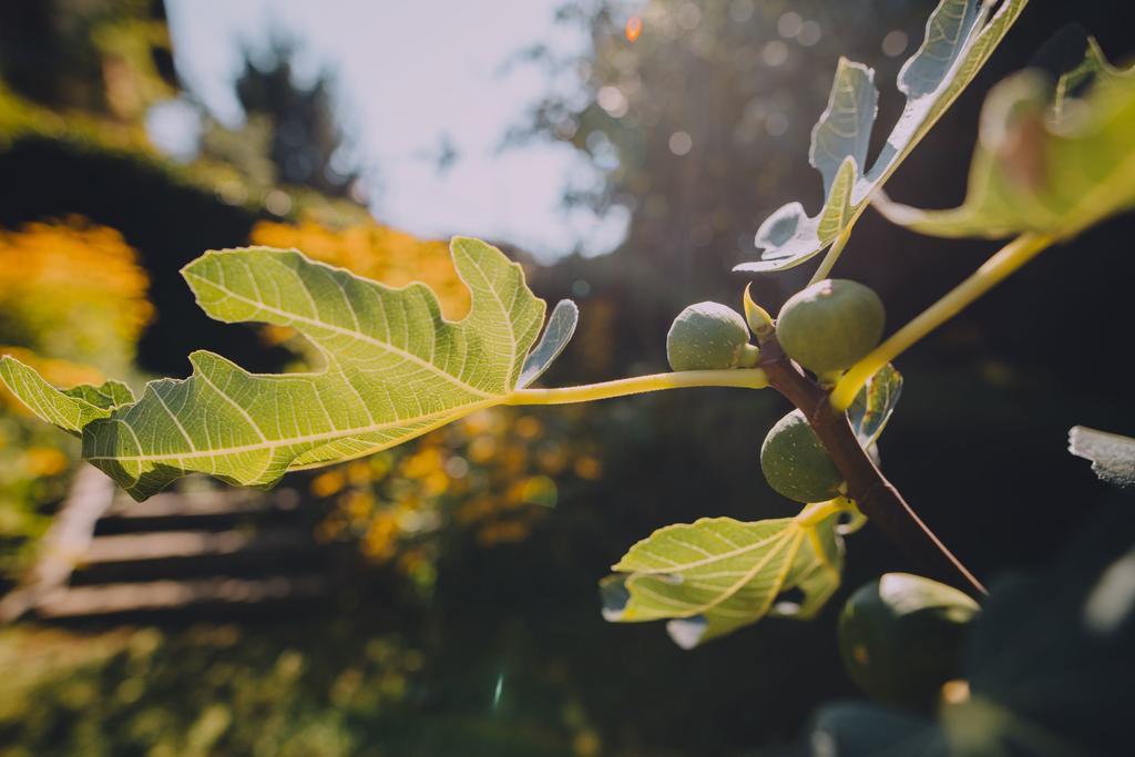 Holiday Home Castanea Praporcan エクステリア 写真